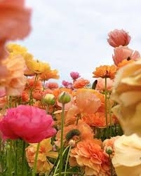 Stunning Sunset Bouquet